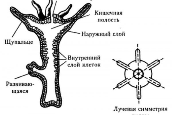 Кракен марке
